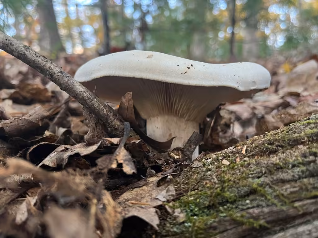 Clitocybe robuste, photo 1 sur 5