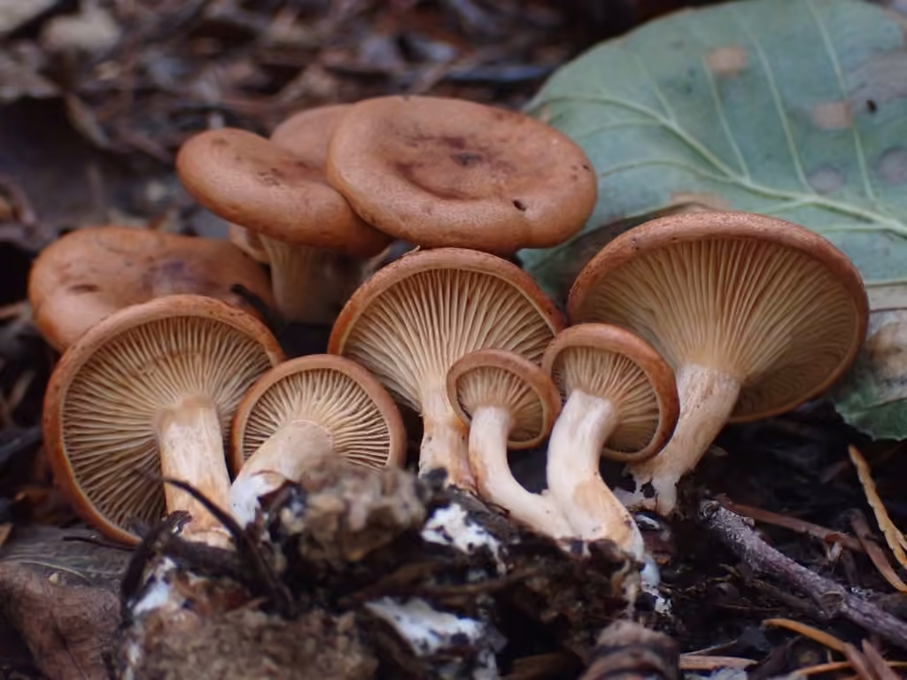 Clitocybe inversé, photo 3 sur 5