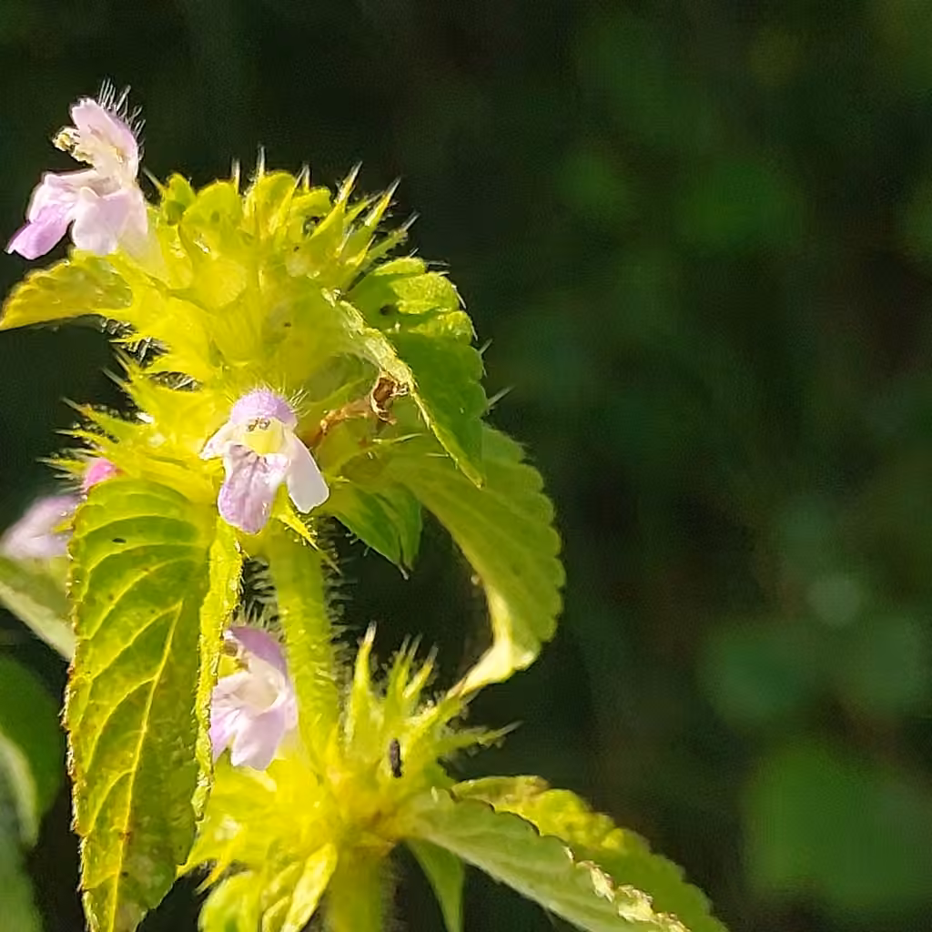 Splitlip hempnettle, In flower