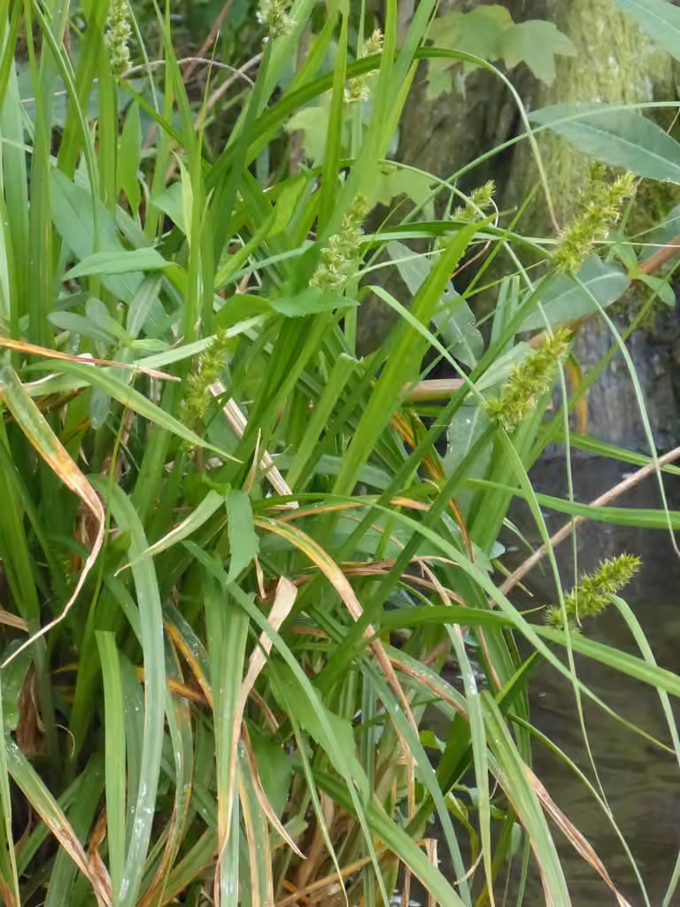 Stalk-grain sedge, In flower