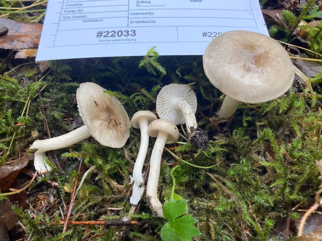 Hygrophore pustuleux d'Amérique, photo 2 sur 5