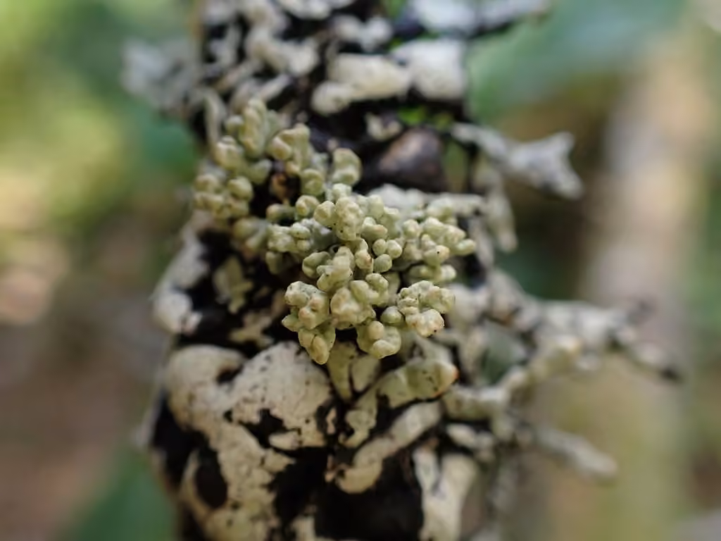 Cyphobasidium hypogymniicola