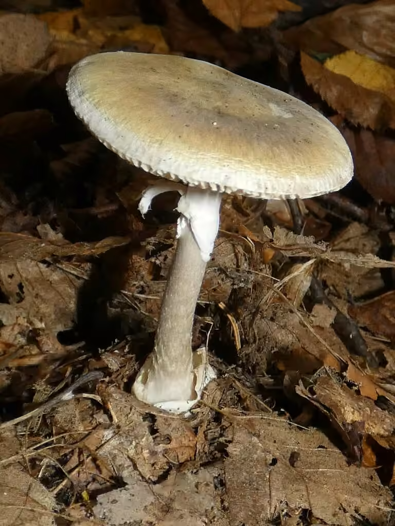 Deathcap, photo 3 of 5
