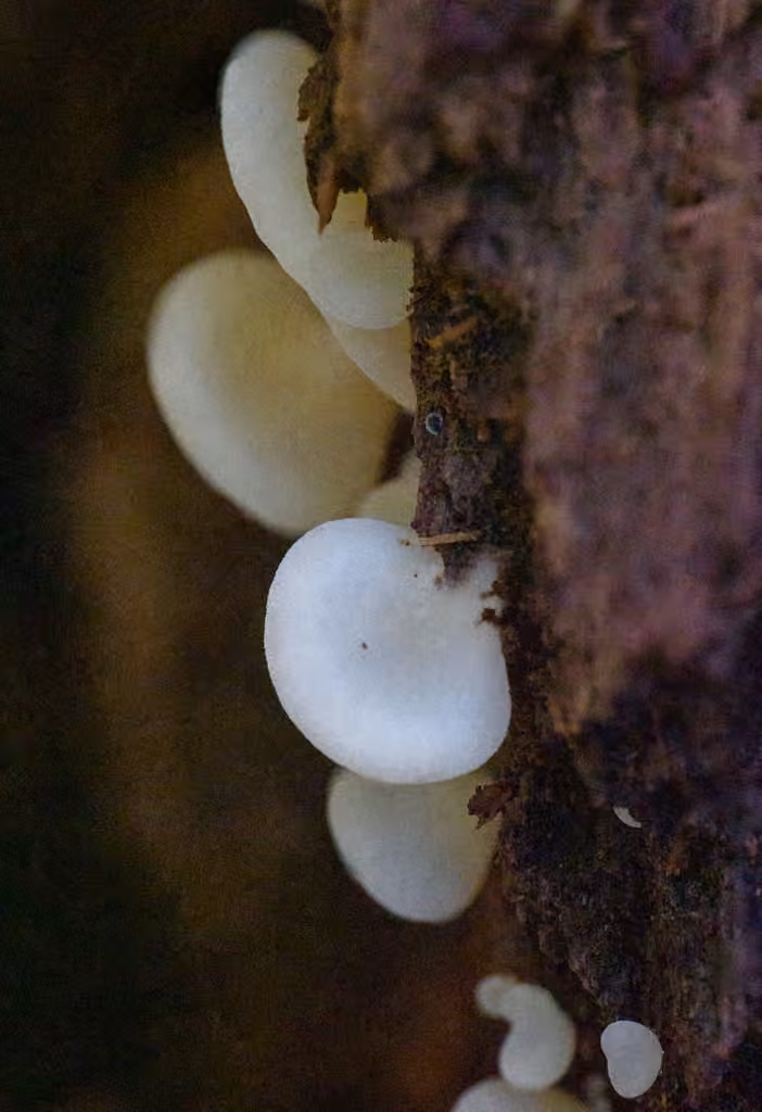 Clitopile sessile, photo 1 sur 5