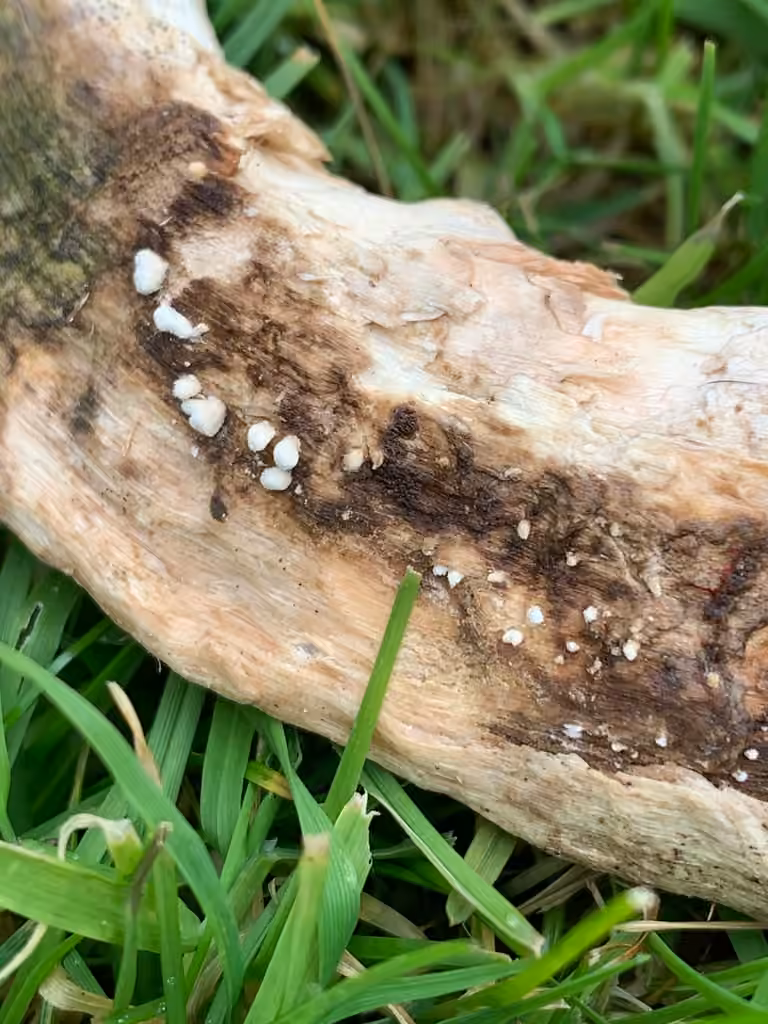 Champignon des cornes, photo 2 sur 4