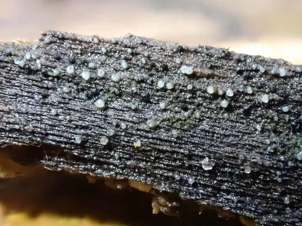 Hyalotrochophora lignatilis, photo 3 sur 5