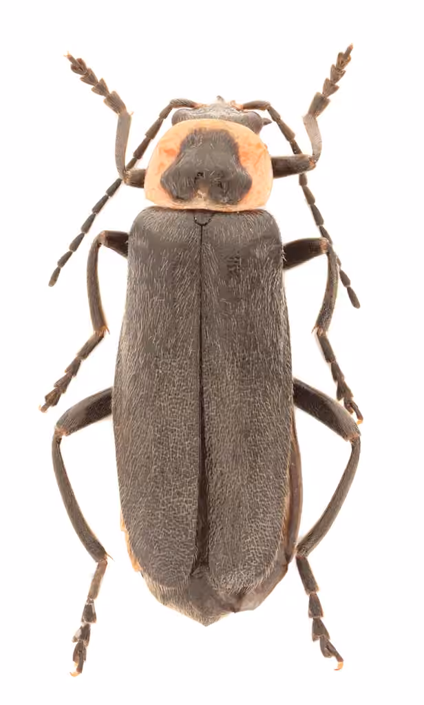 Neglected Soldier Beetle, Adult