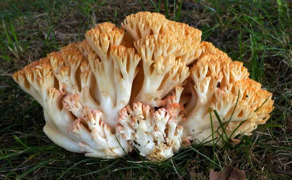 Ramaria botrytoides, photo 2 sur 5