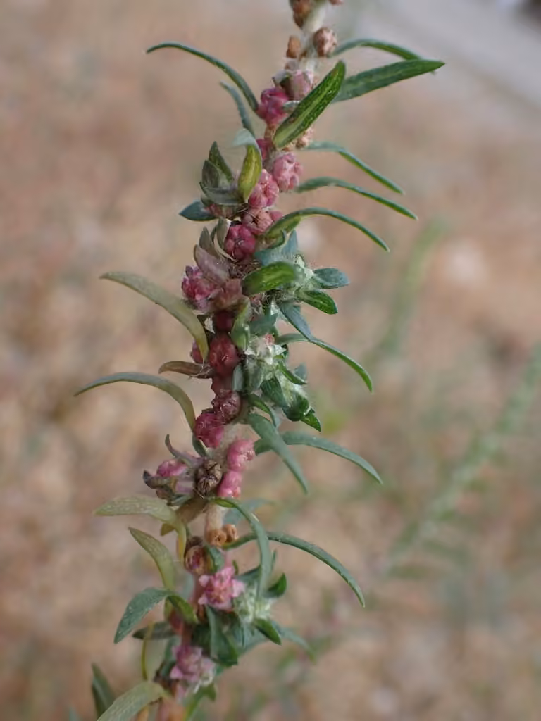 Kochia, In fruit