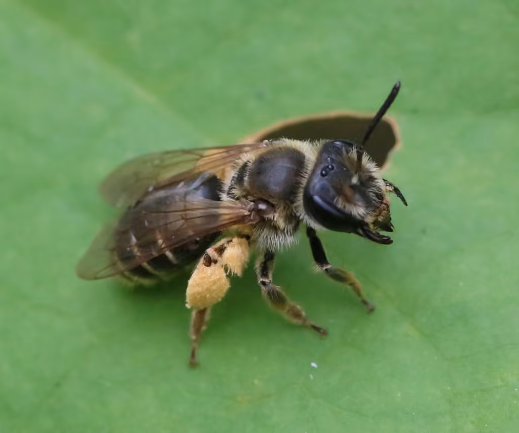 Wilke's Mining Bee, Female
