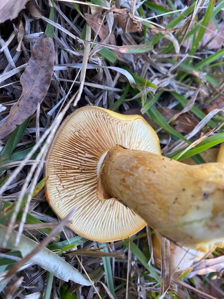 Gymnopilus subspectabilis, photo 3 sur 5