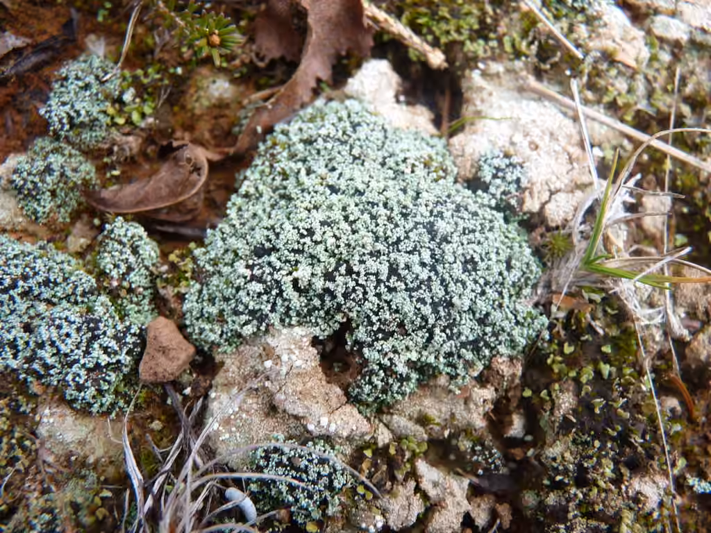 Stéréocaule granuleux, photo 2 sur 5