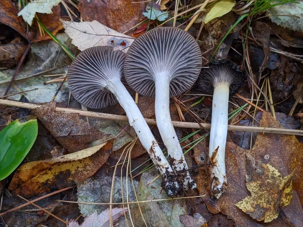 Hygrophore gris violacé, photo 1 of 5