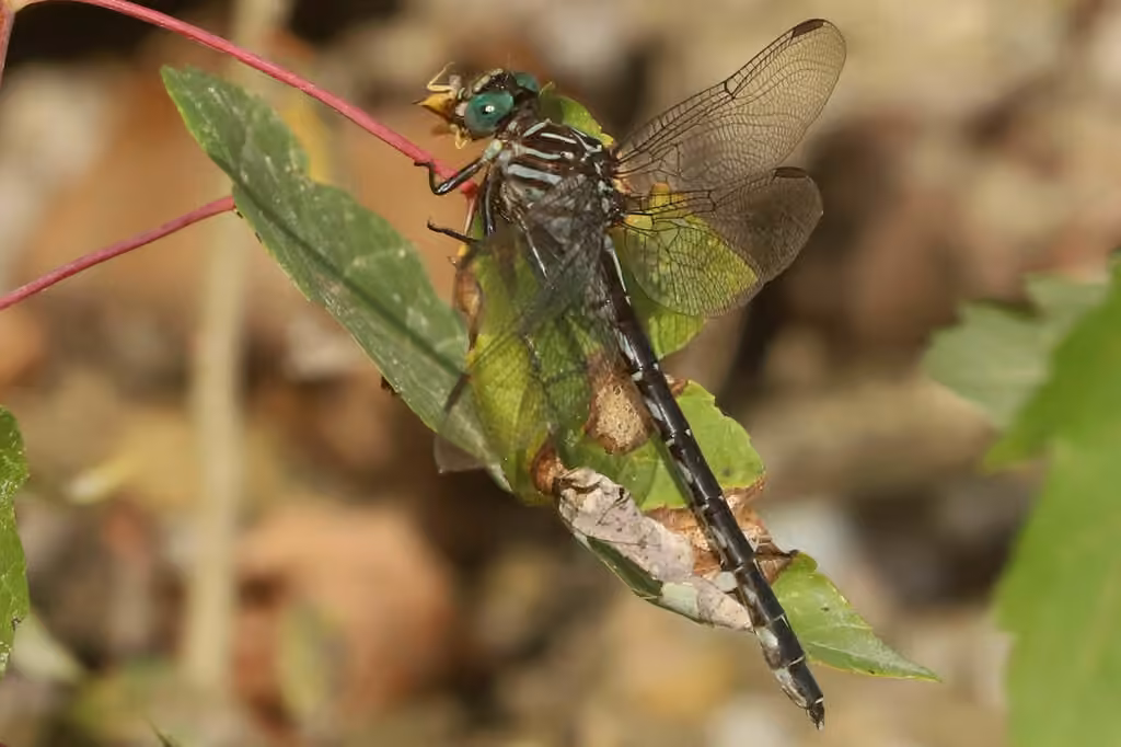 Elusive Clubtail, Female