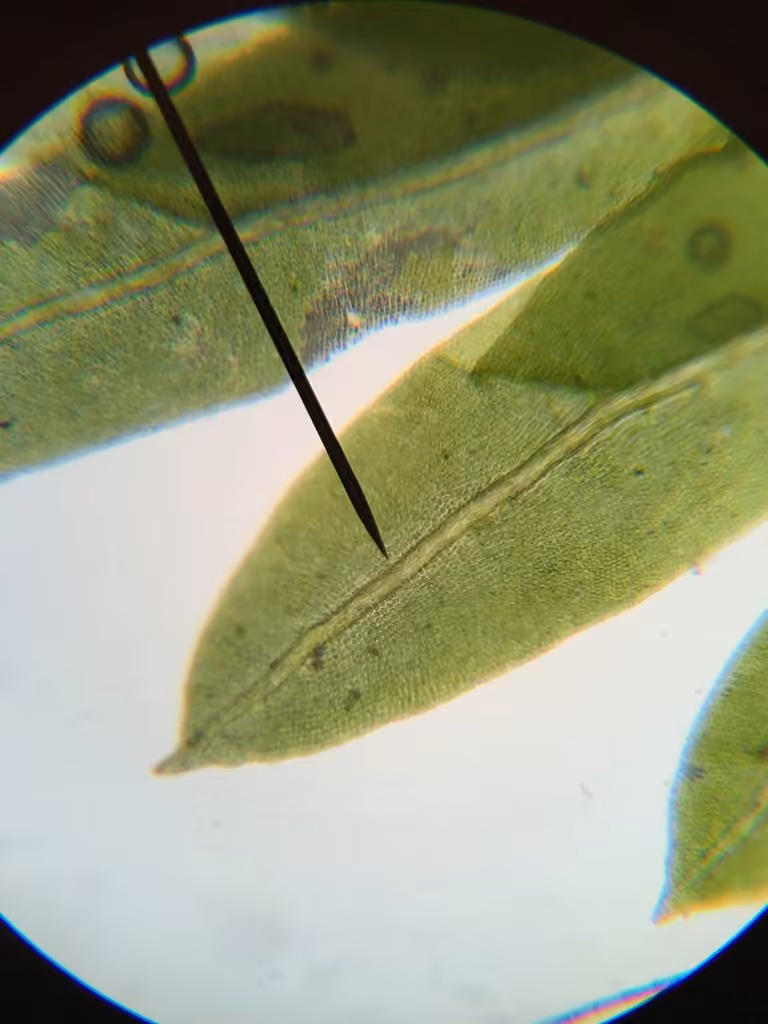 Common Pocket-moss, photo 2 of 5
