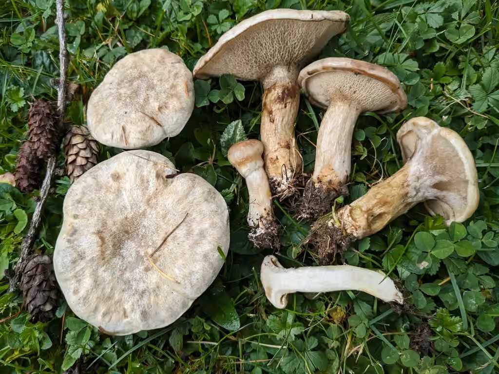 Bolet gris des mélèzes, photo 1 sur 5
