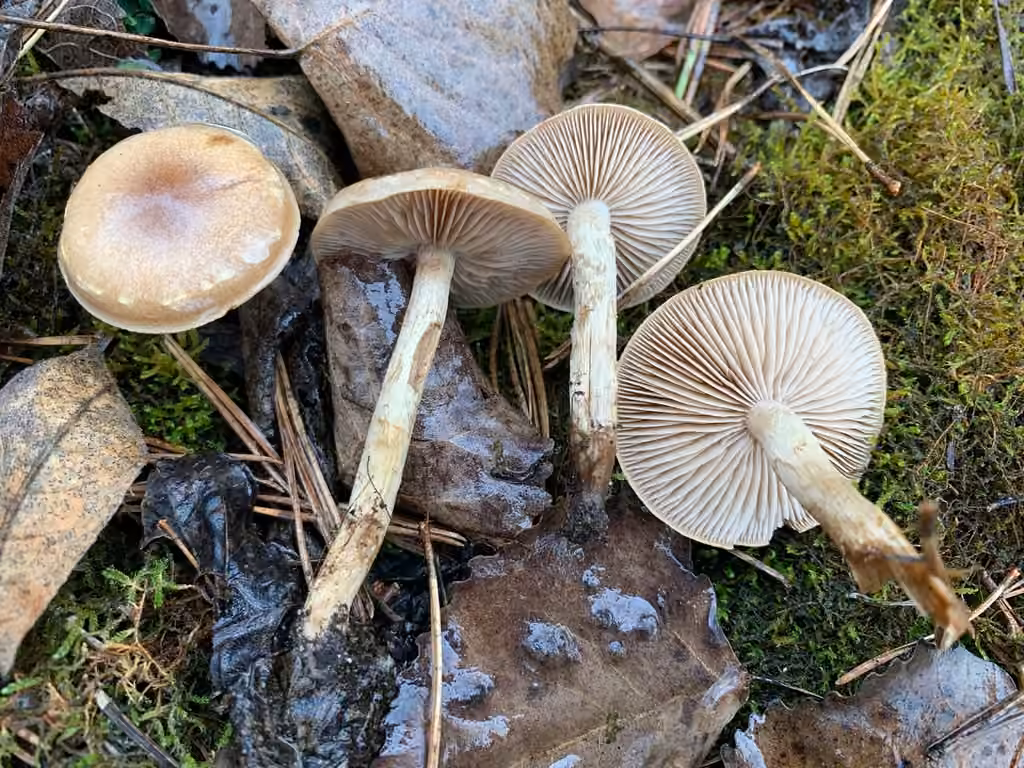 Hébélome voilé, photo 3 sur 5