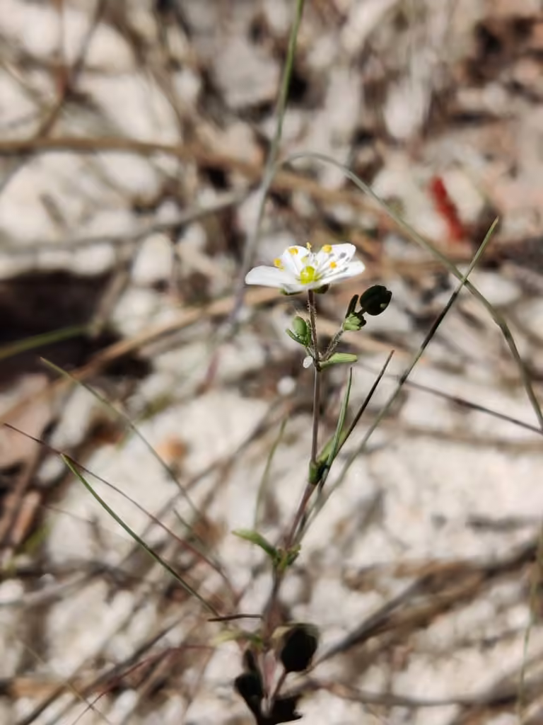 Sagine noueuse, En fleurs