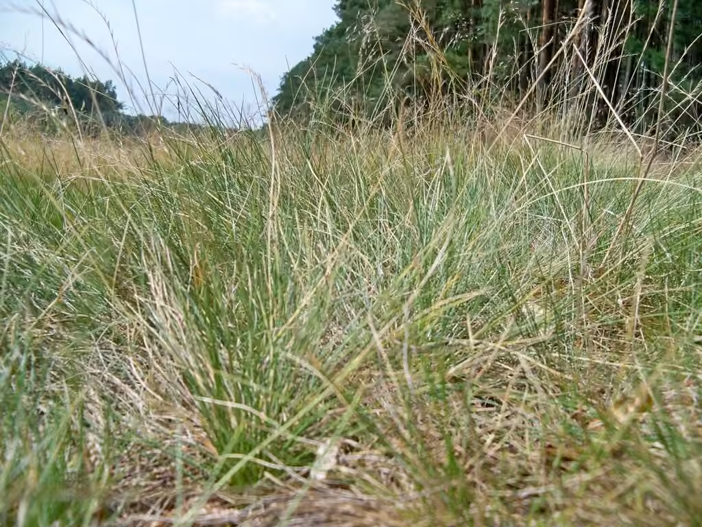 Matgrass, In fruit