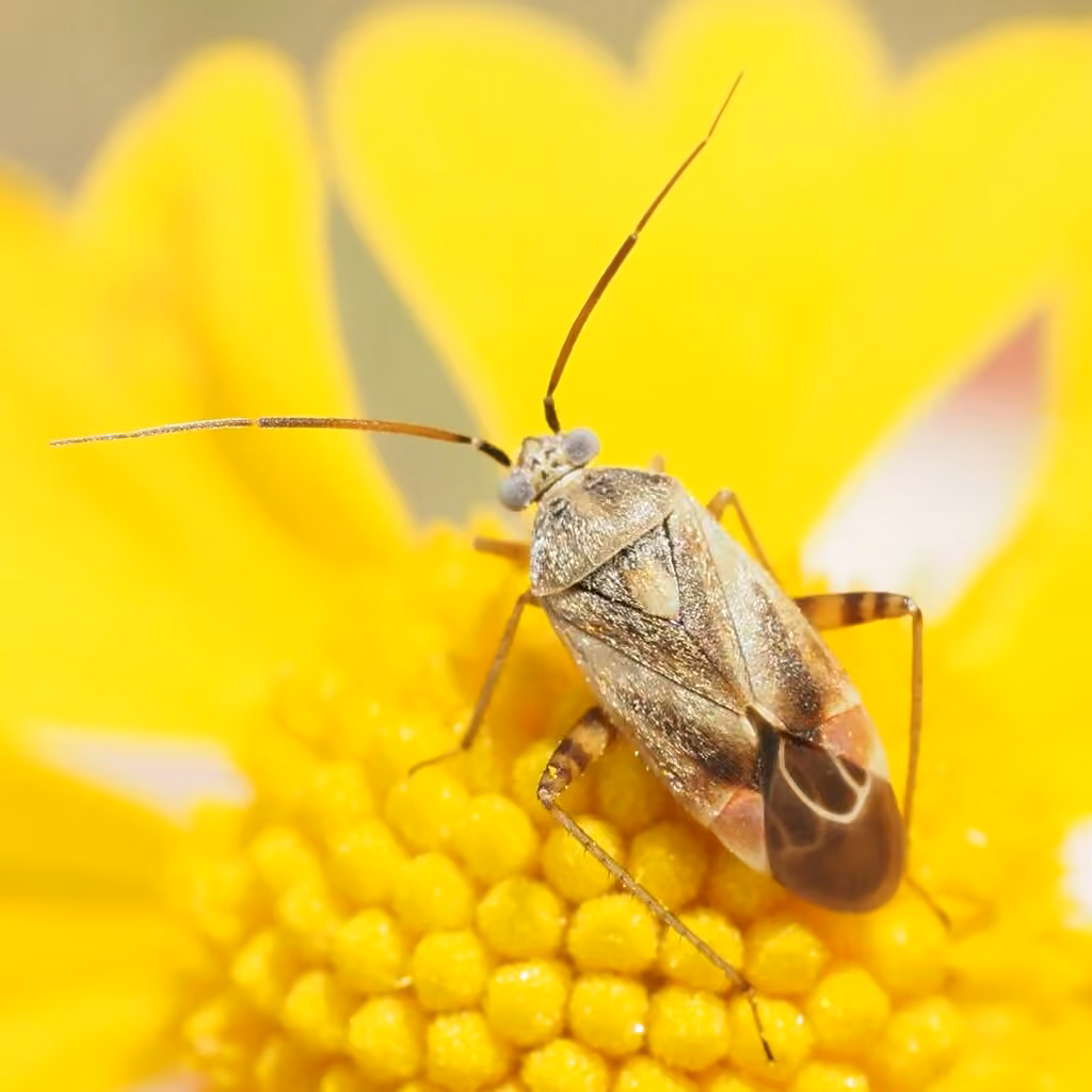 Red-spotted Aster Mirid, photo 2 sur 5