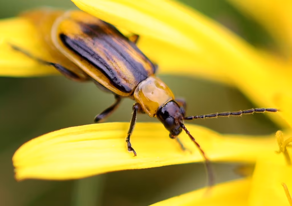Western Corn Rootworm