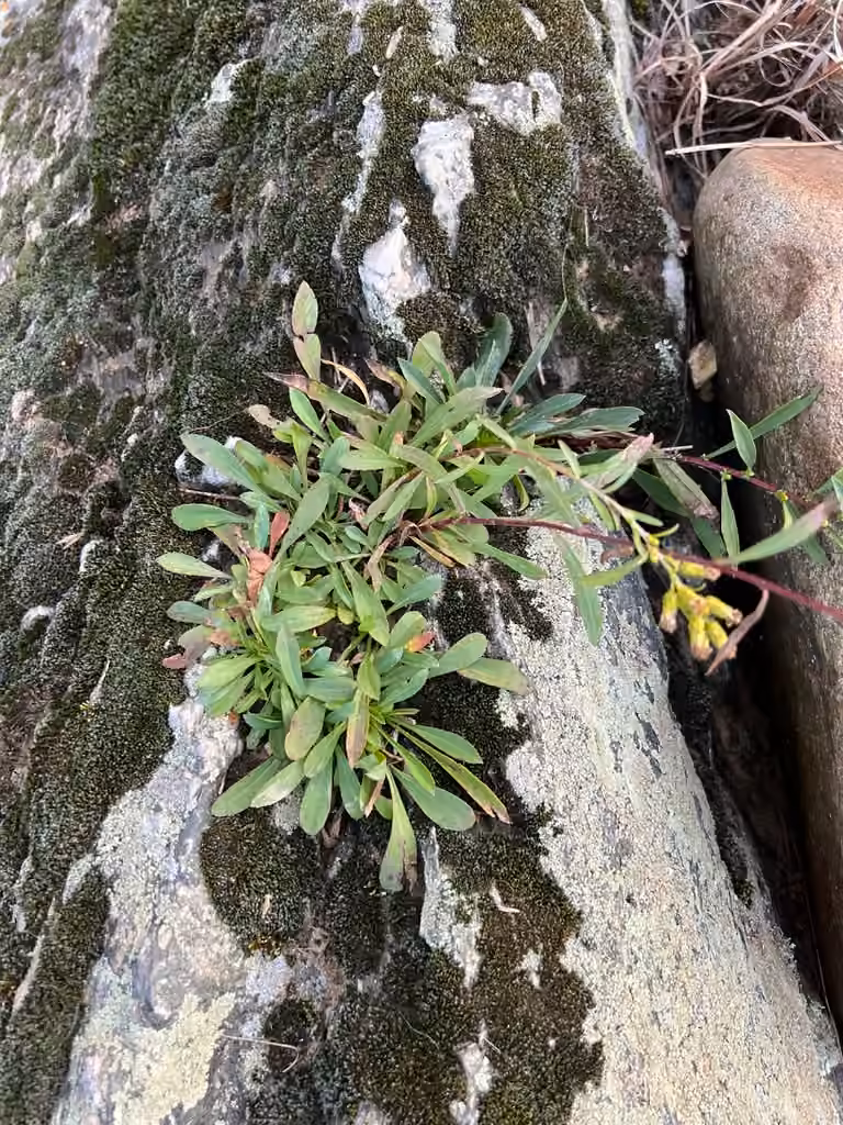 Racemose goldenrod, In fruit