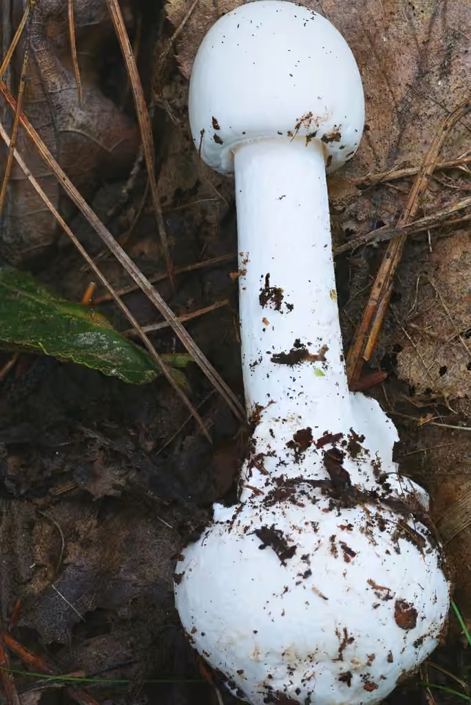 Amanita vireuse robuste, photo 3 of 5