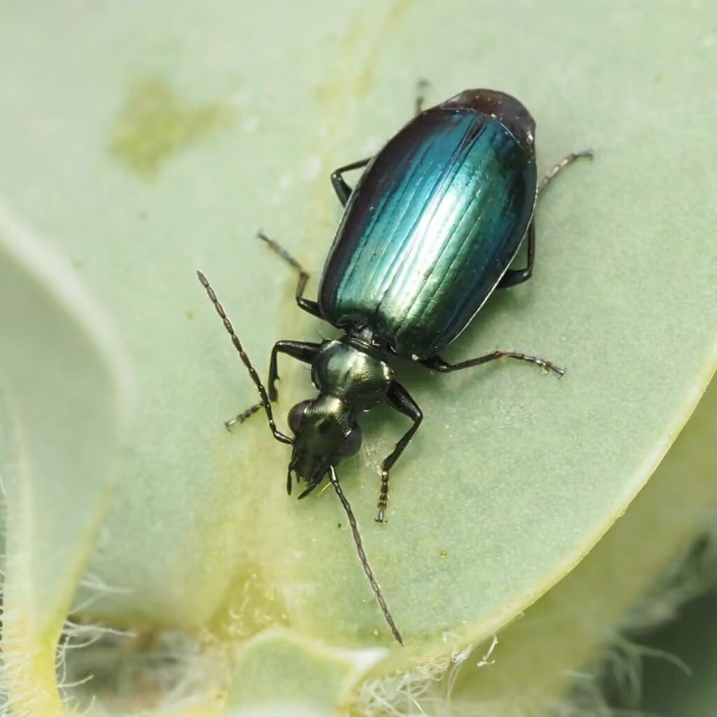 Harpale vert