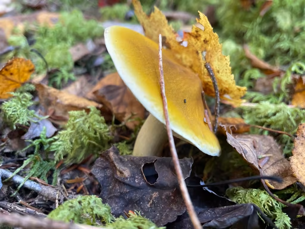 Tricholome jaune fuligineux, photo 3 sur 5