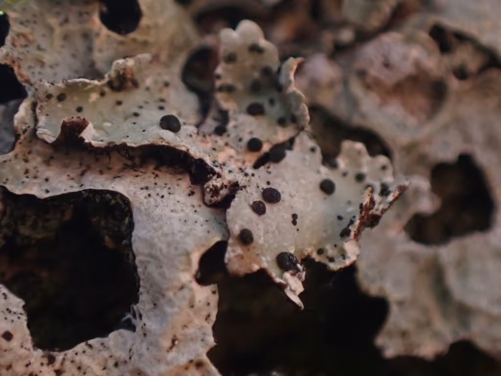 Parmelia abrothallus lichen, photo 3 sur 5