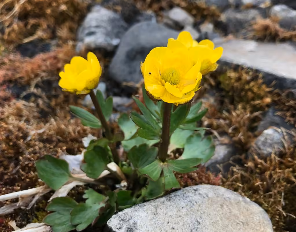 Sulphur buttercup, In flower