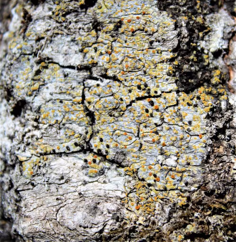 Solitaria chrysophthalma, photo 2 sur 5