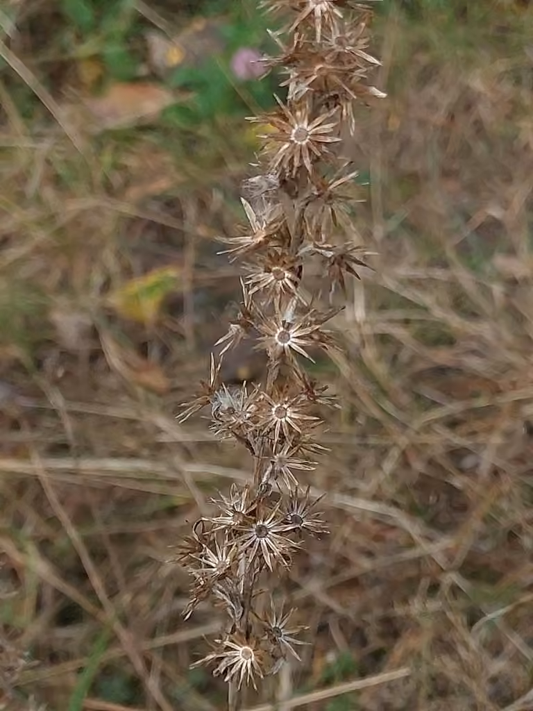 Woodland arctic cudweed, In fruit