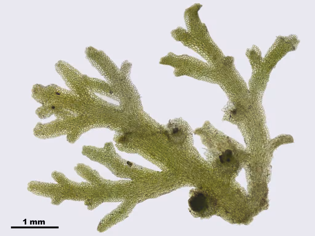 Delicate Germanderwort, photo 2 of 5
