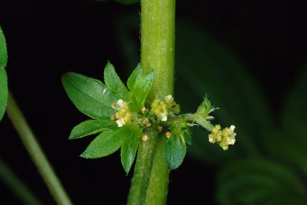 Common threeseed mercury, In flower