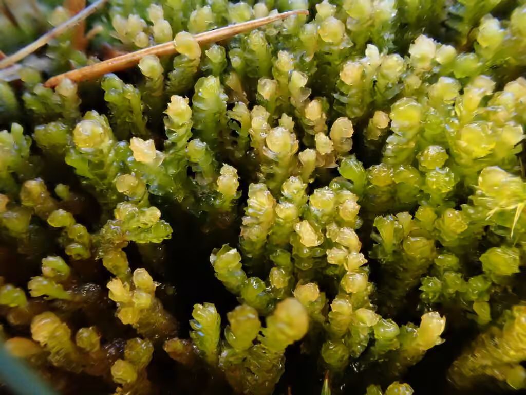 Floerke's barbilophozia, photo 1 of 5
