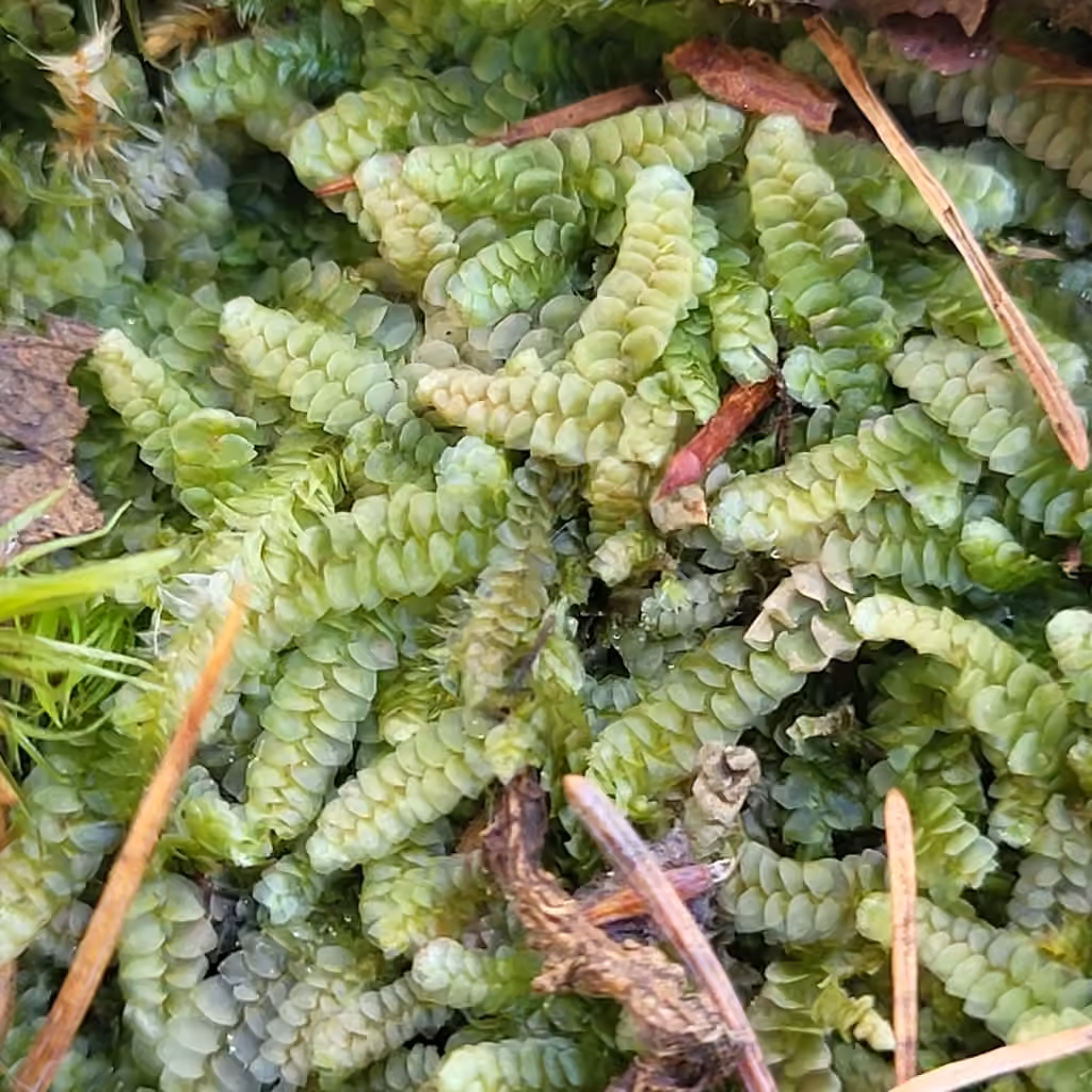 Calypogée terrestre