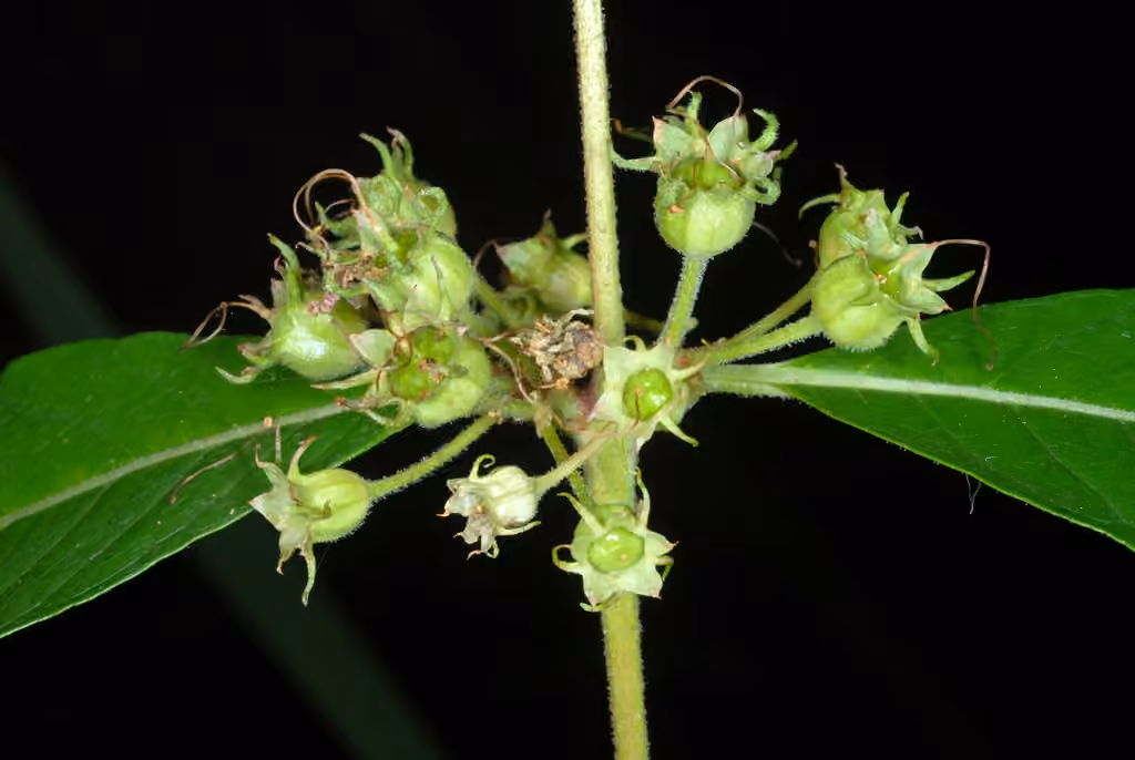 Swamp loosestrife, In fruit