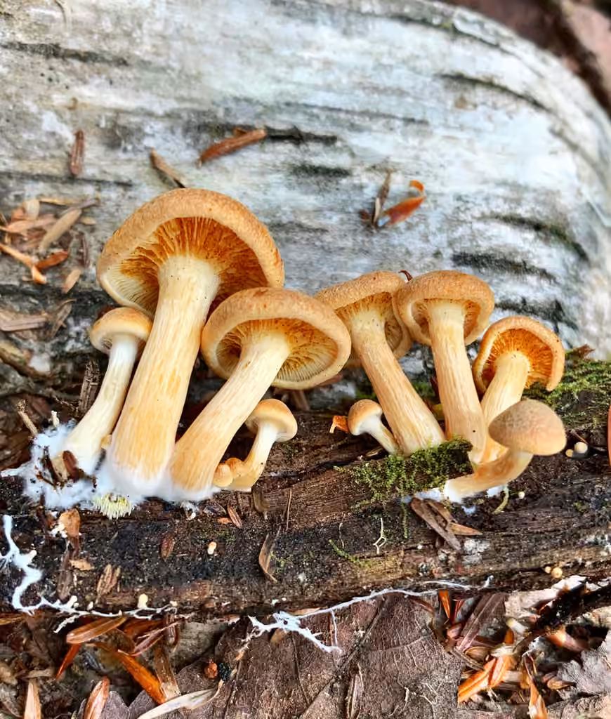 Gymnopile jaune pâle, photo 1 sur 5