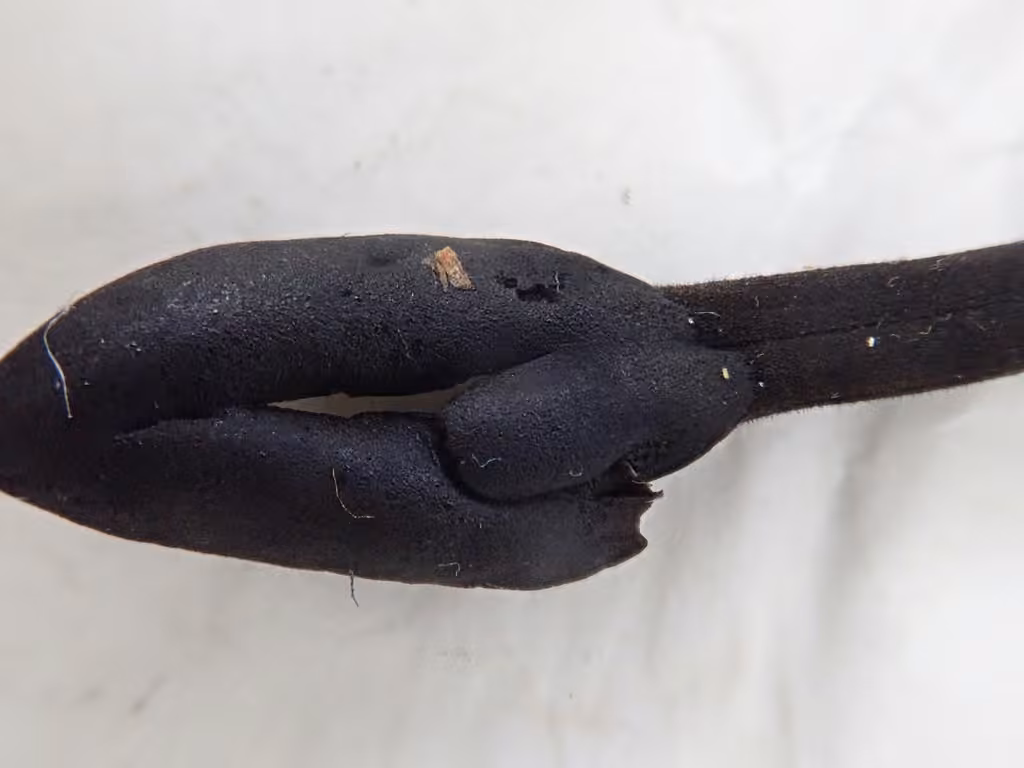 Trichoglossum variabile, photo 3 sur 5