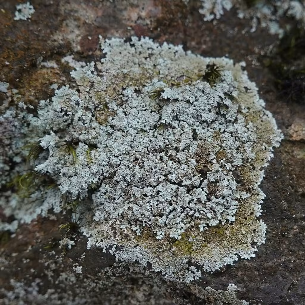 Zoned Dust Lichen