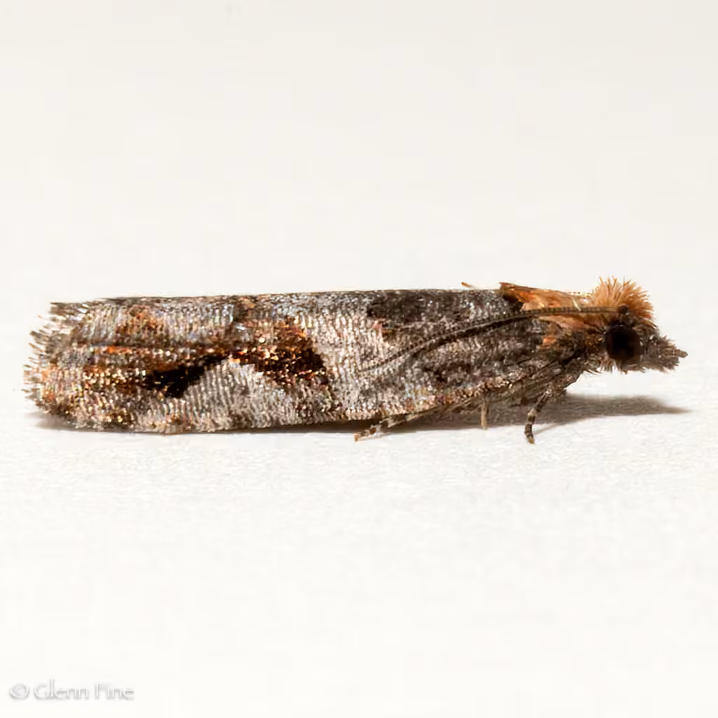 Epinotia signiferana, Adulte