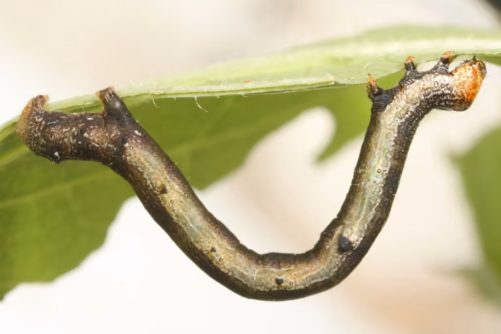 Arpenteuse à taches