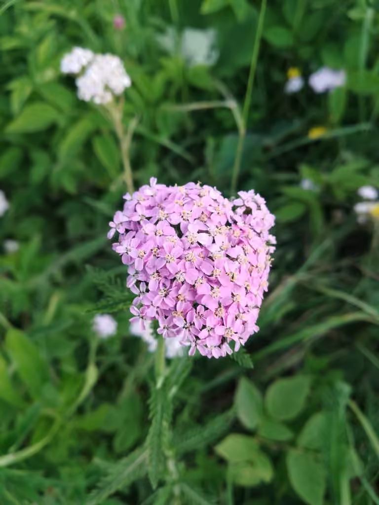 Asian Yarrow, photo 3 of 5