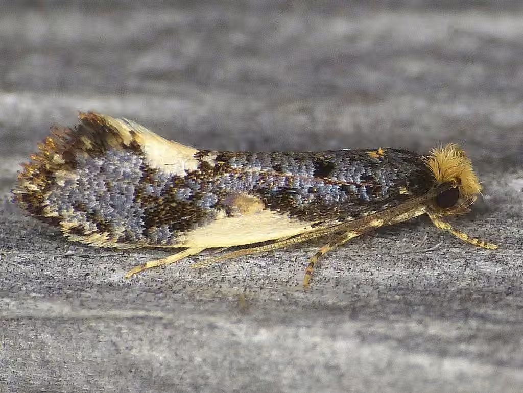 Orange-headed monopis