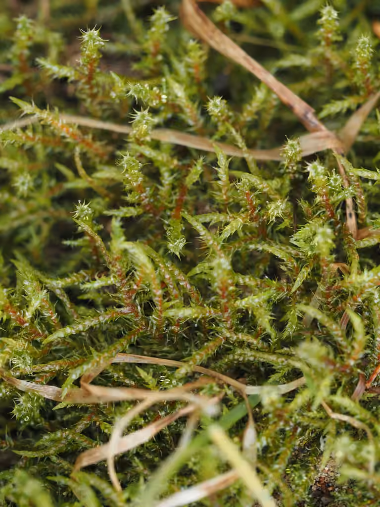 Scarce Turf-moss, photo 1 of 5