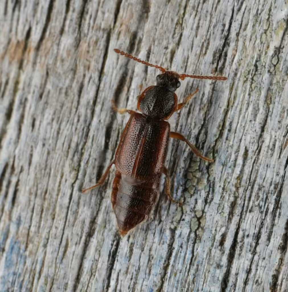 Weakly-keeled Ocellate Rove Beetle