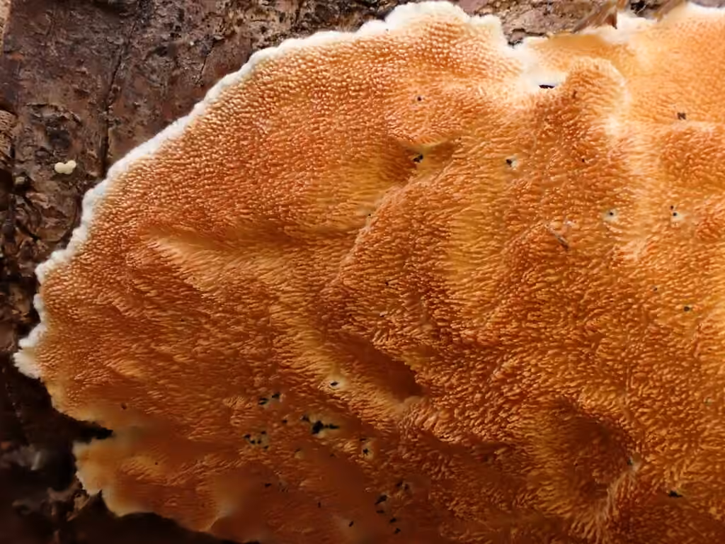 Ochre Spreading Tooth