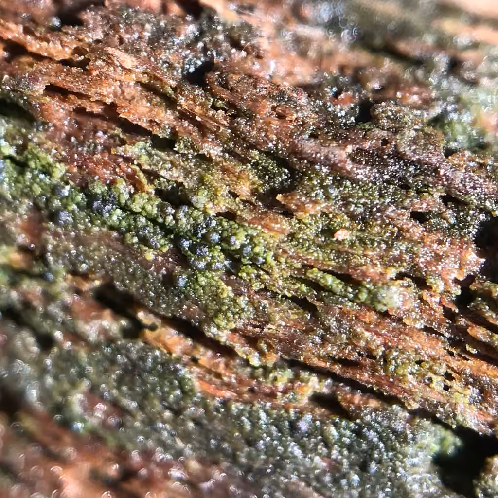 Micarée verte