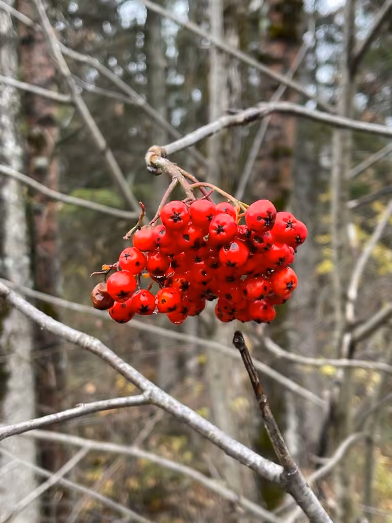Northern mountain-ash, In fruit